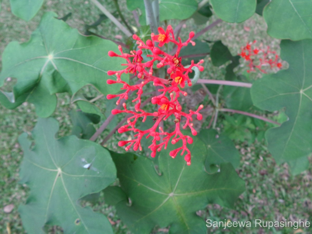 Jatropha podagrica Hook.